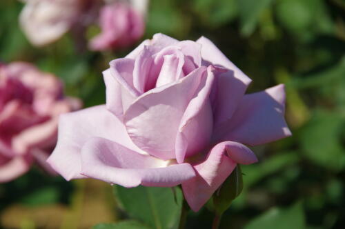 生田緑地ばら苑の秋薔薇