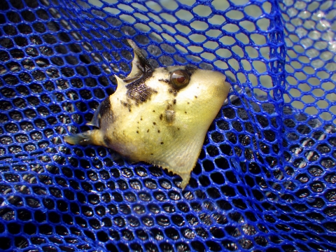 串本磯採集2017年7月下旬前半46　ゴマモンガラ（Balistoides viridescens）の幼魚