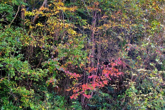 紅葉