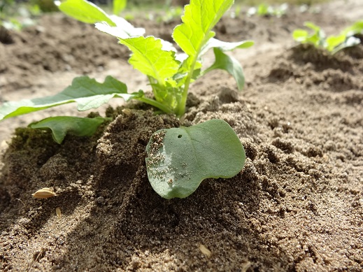 植えて2週間目の大根の苗2.JPG