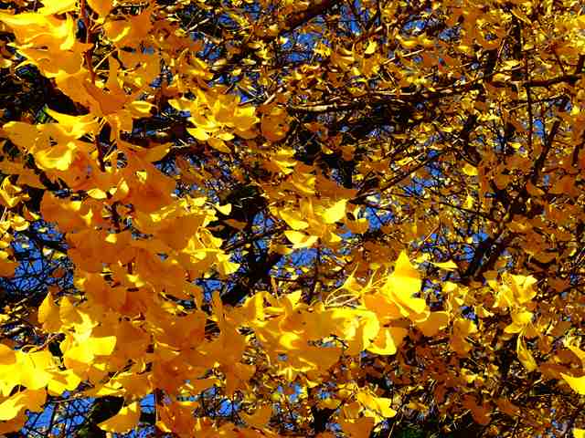 DSC08119_R.JPG