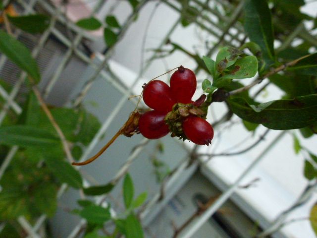 サルビア 鶏頭 メランポジューム スイカズラ実と花 写真あり 私の好きな花 楽天ブログ