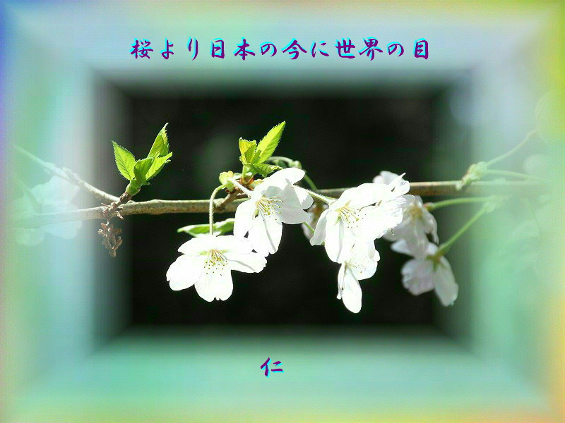 桜より日本の今に世界の目