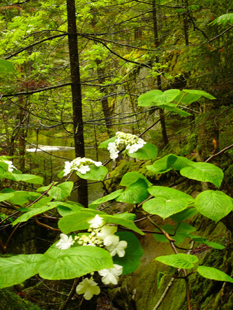 wild flower 03 (2013May24)_edited-1.jpg