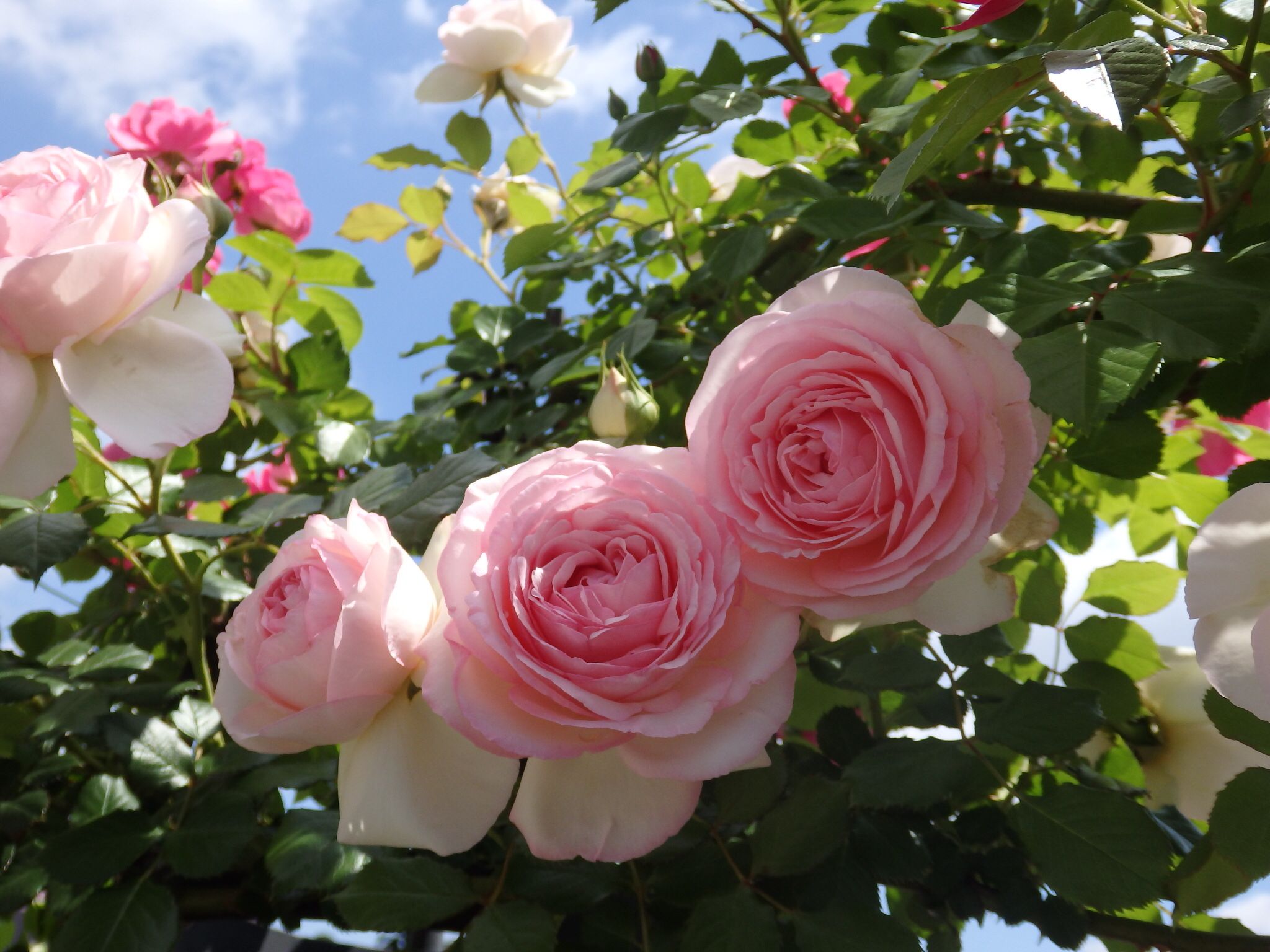 バラがいっぱいの庭 Quatre Saisons ベランダとお庭の四季 楽天ブログ