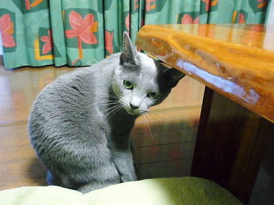 2014年11月14日_P1210086 - コピー.jpg