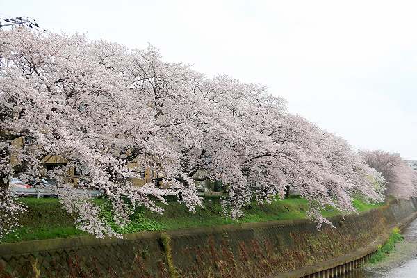 桜