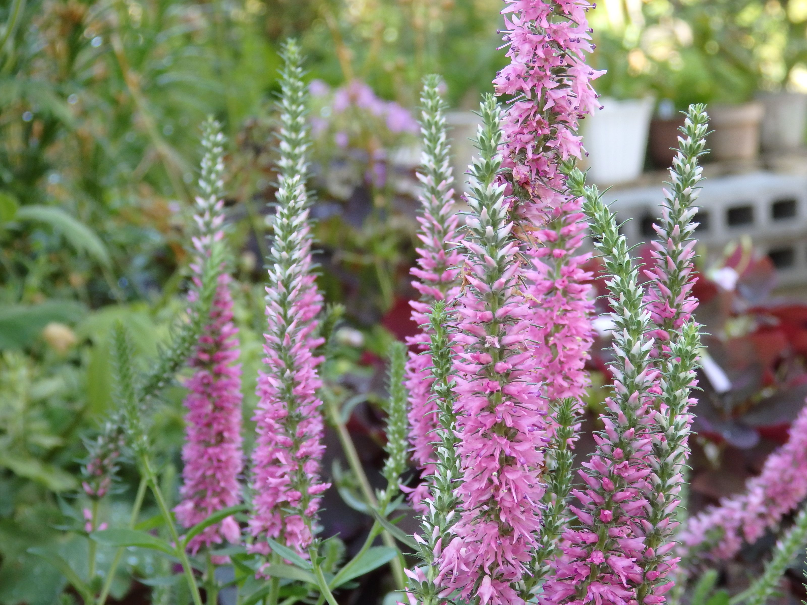 ６月の多年草たち Kinacatの花日記 楽天ブログ