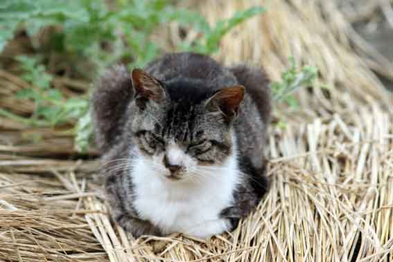 我が家のニャンコ♪2013/7/22-2