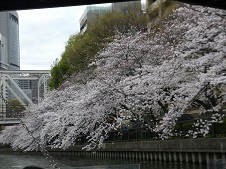 20170407大川の桜（帝国ホテル付近）.jpg
