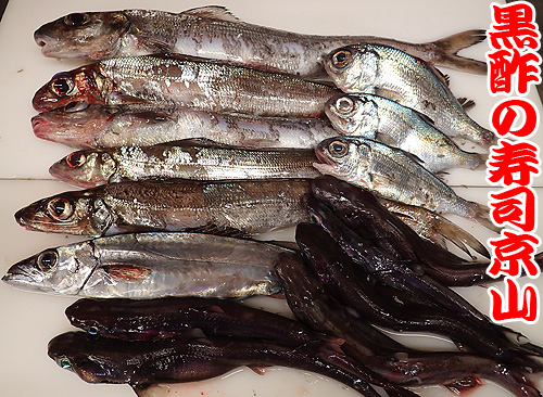 25ページ目の 魚いろいろ お寿司の出前専門店 黒酢の寿司京山 楽天ブログ