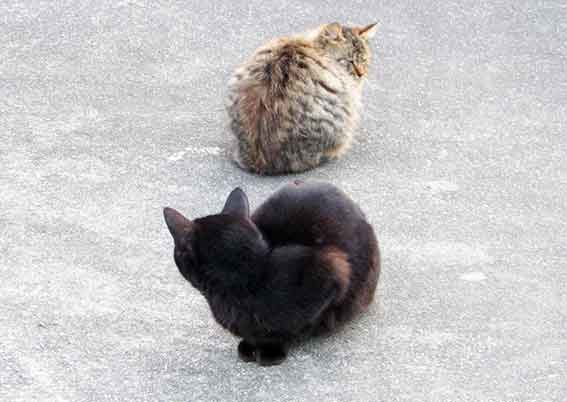 我が家のニャンコ♪2016/1/9-04