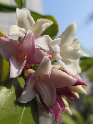 シロバナジンチョウゲなのに赤紫の花が(3月)