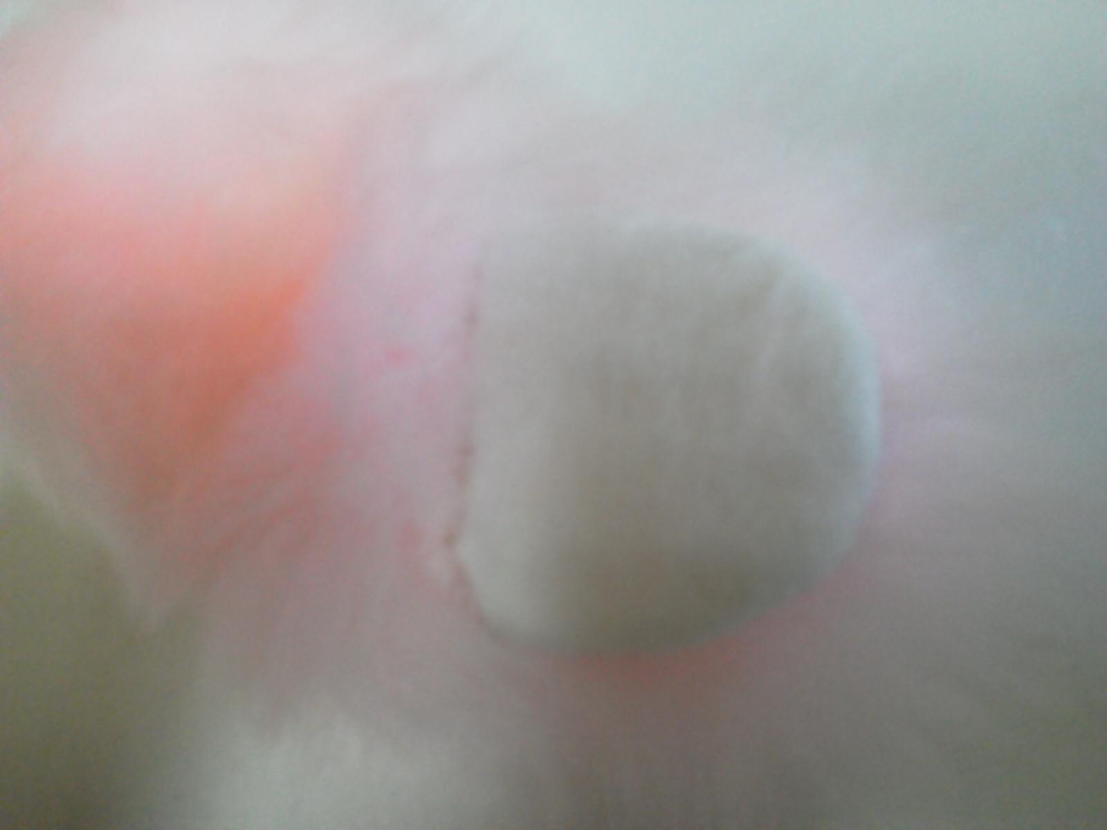 NEC_0320.JPG