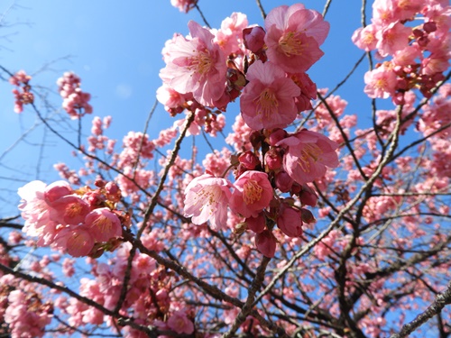 荏原神社の寒緋桜