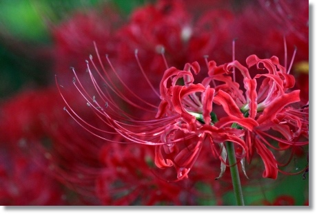 動橋川-6 ヒガンバナ-6 13.9.24