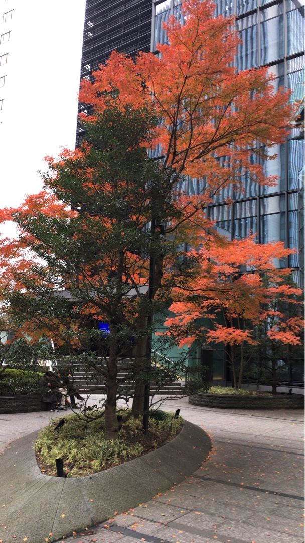 紅葉と常緑樹のコントラスト Contrast Of Autumn Leaves And Evergreen Tree Beautiful Street Trees 美しい街路樹 楽天ブログ