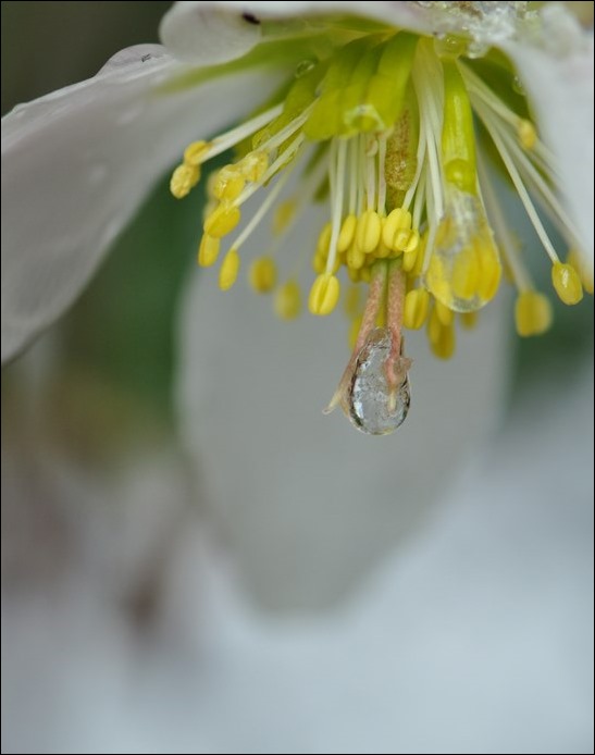 クリスマスローズ　14.3.10