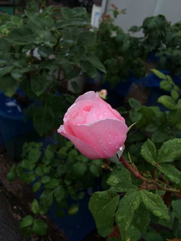 rblog-20140526115438-01.jpg