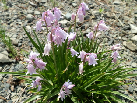 十種ケ峰の花-18.jpg