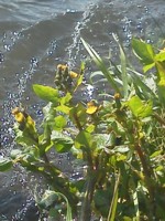 かわらと川岸のお花