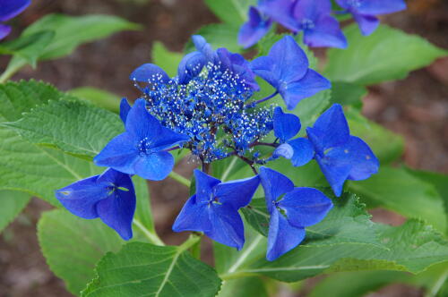 昭和記念公園の紫陽花