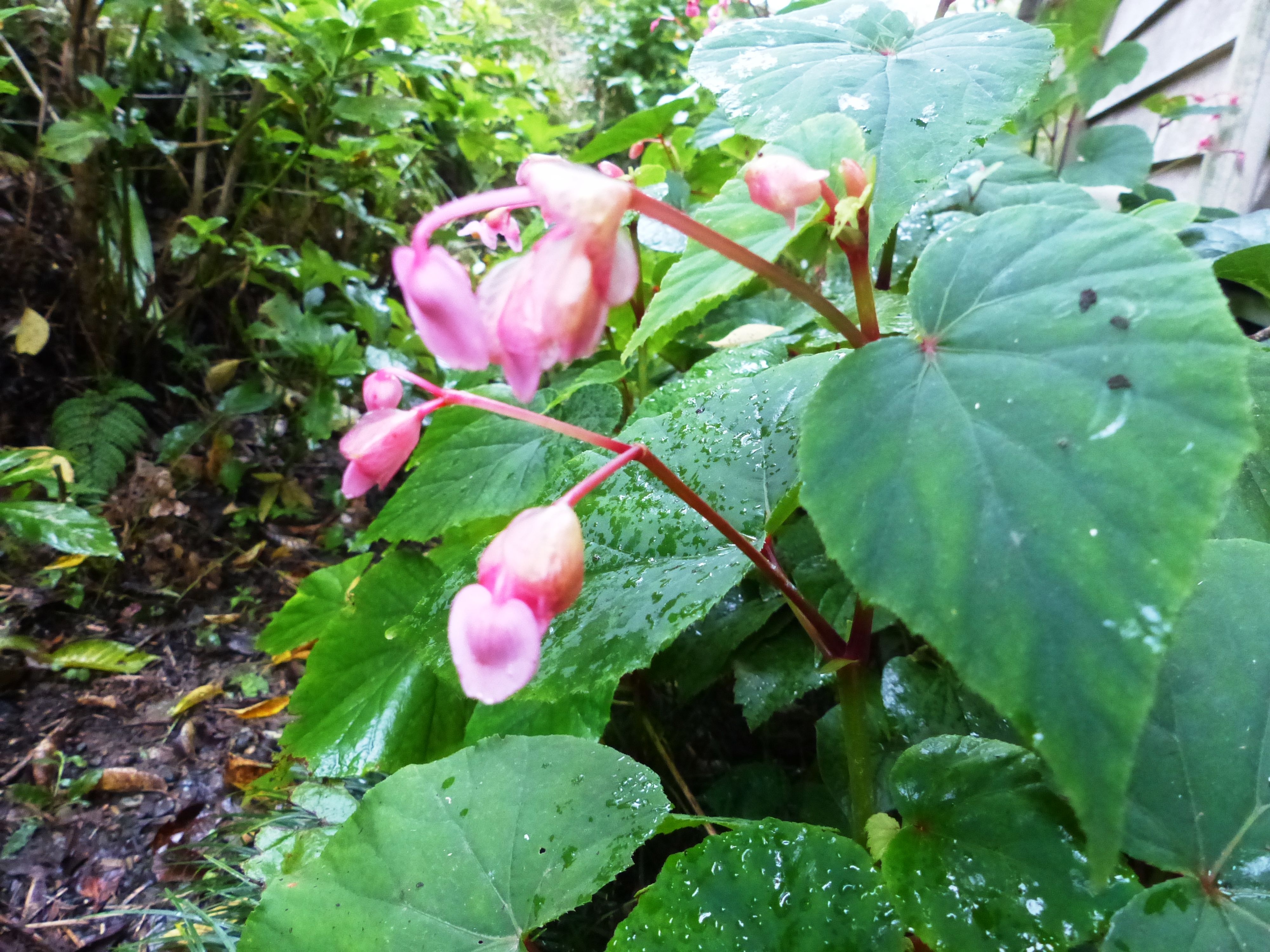 ハート型の葉に ピンクの花は 茶花に オープンガーデン 楽天ブログ