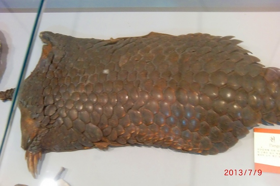 あらら、コリア、、、 080.jpg