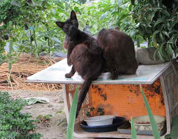 我が家のニャンコ♪2016/5/26-3
