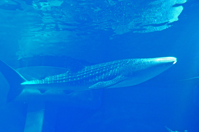 魚２