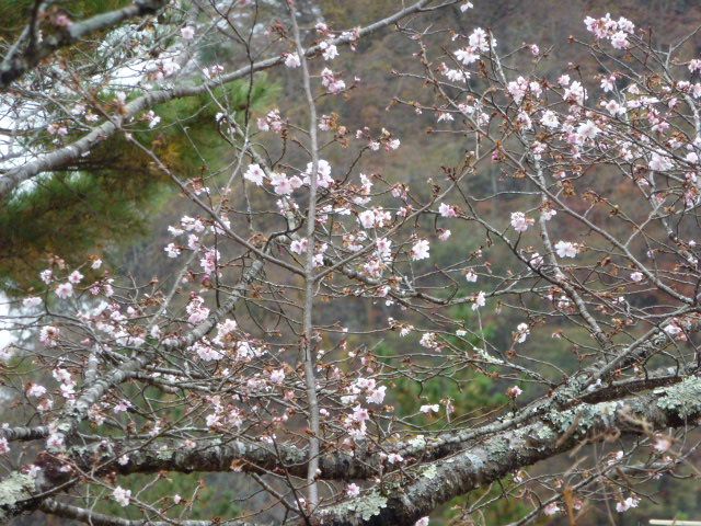 東京都西多摩郡にある奥多摩湖へ 寒桜 カンザクラ 写真あり 私の好きな花 楽天ブログ