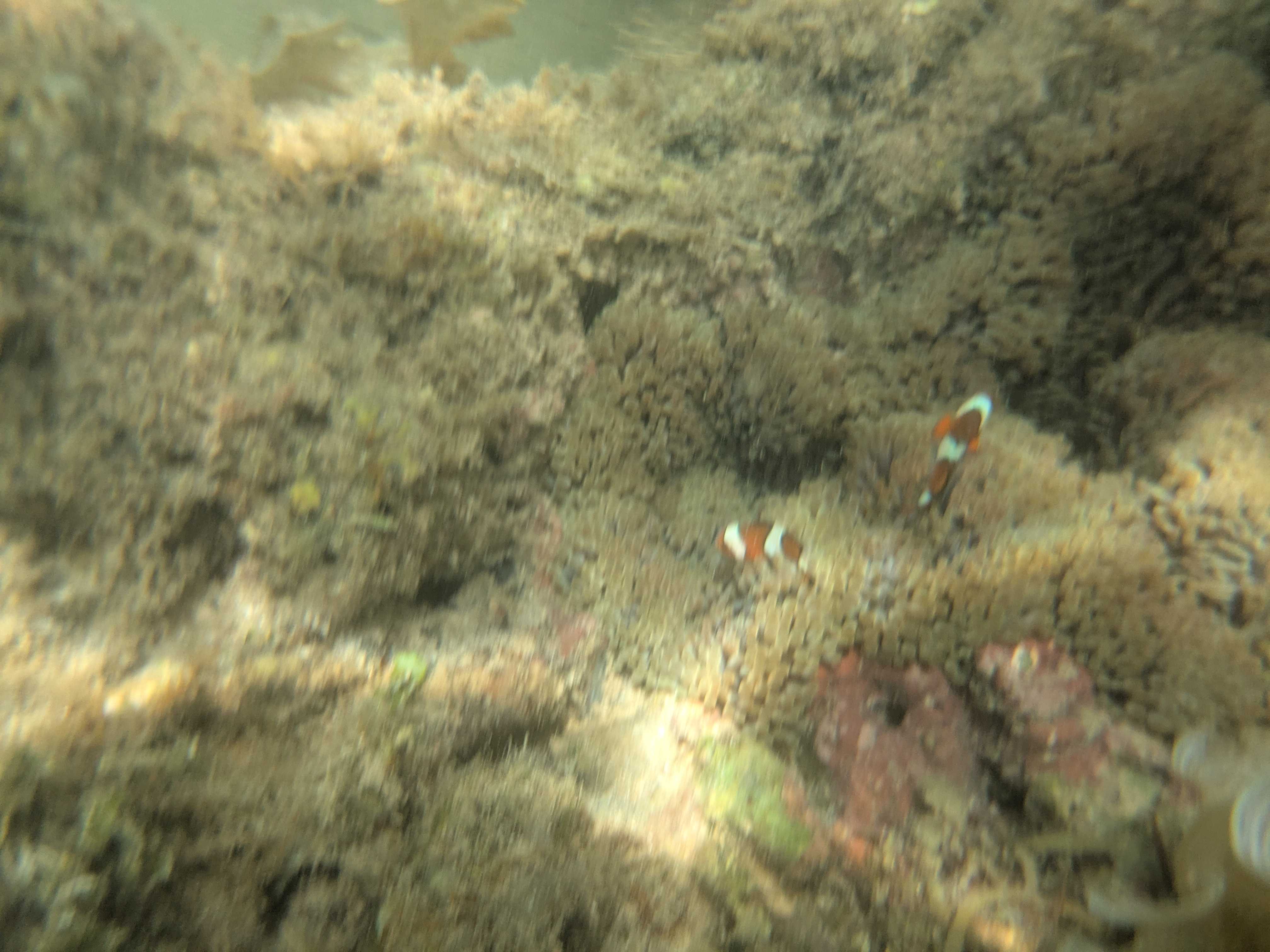 フサキビーチリゾート プライベートビーチでシュノーケル　カクレクマノミ