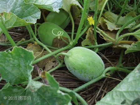 大和ルナメロン　20150704