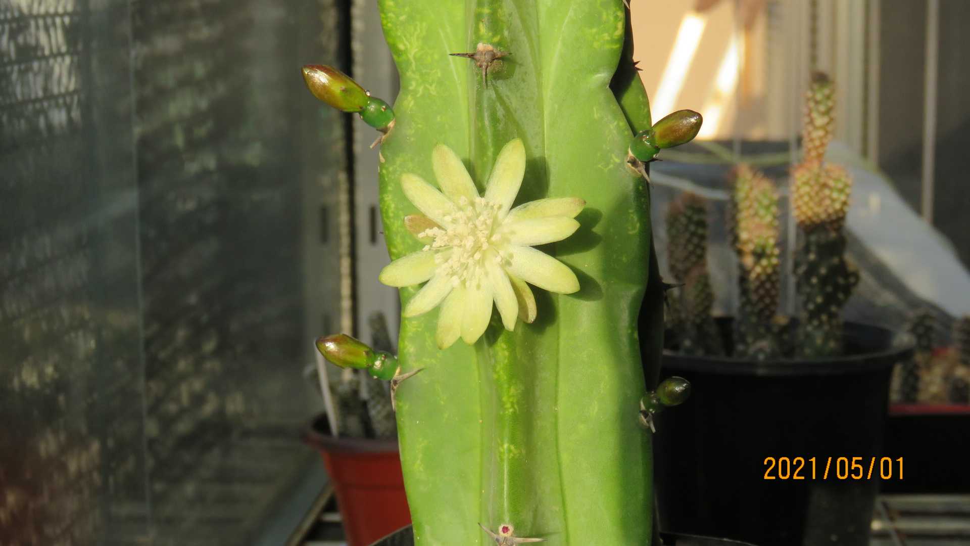 初めて見た竜神木の花 びびるタニサボ達 楽天ブログ