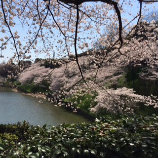 20150402千鳥ヶ淵ソメイヨシノ.JPG