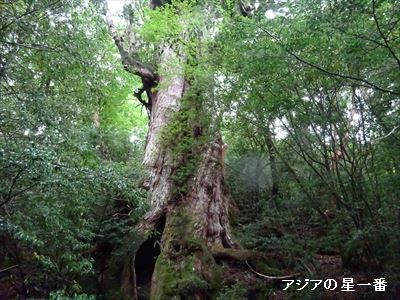 20160601 縄文杉11