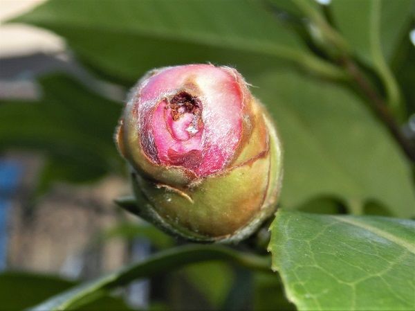 ツバキ「フランク・ハウザー」虫の被害 | 椿に夢中 - 楽天ブログ