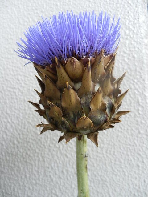 アーティーチョーク 魔女のラッキー 楽天ブログ