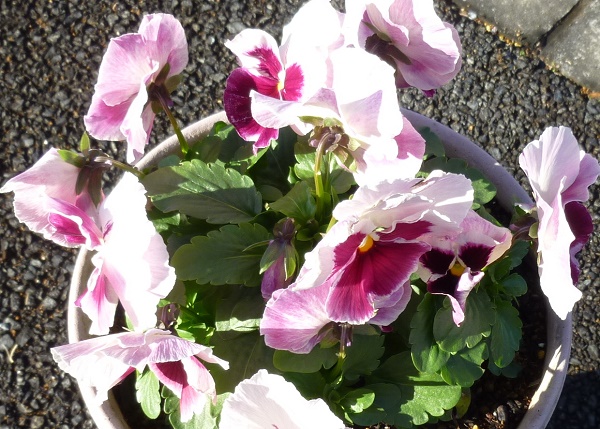 P1070326-001.JPG
