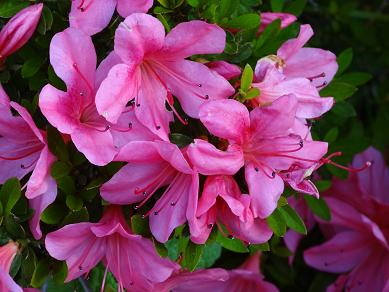 DSC00615_1.JPG