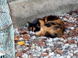 猫１.jpg