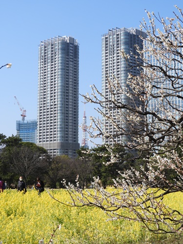 浜離宮恩賜庭園にて