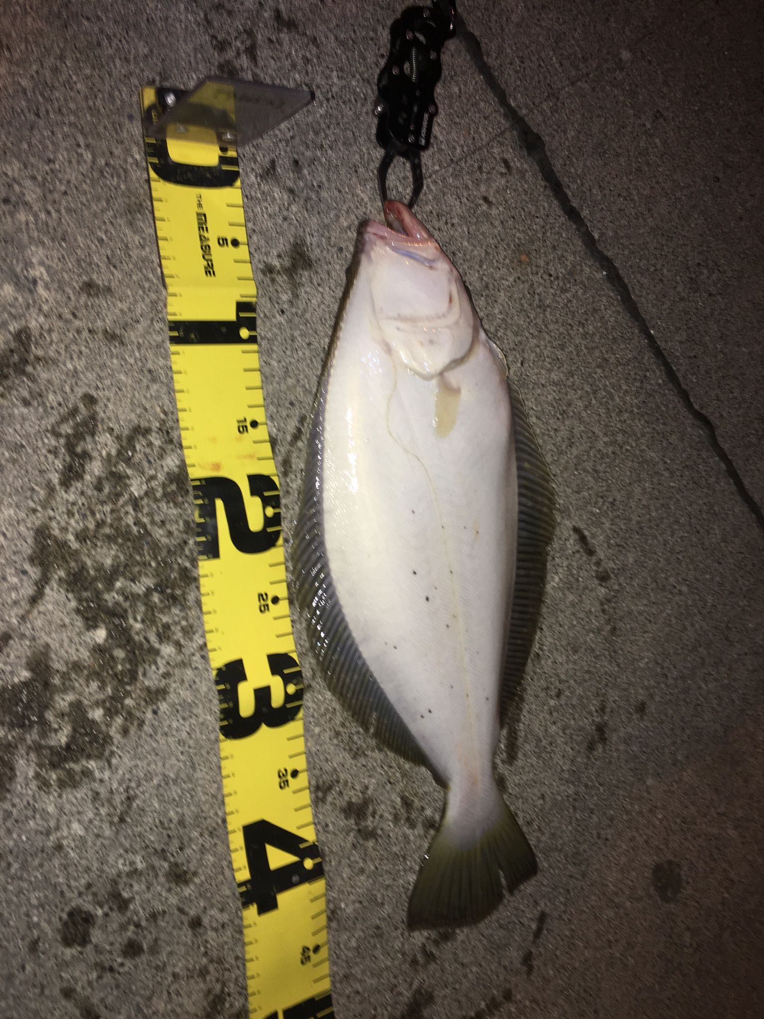 増毛港 Mashike Fishing 楽天ブログ