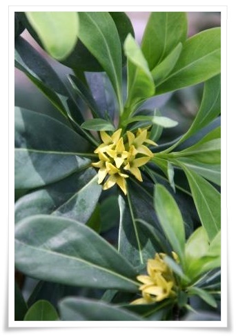 樹木公園-28 ナニワズ 15.4.18