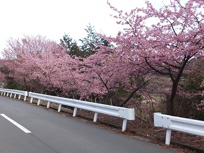 20140315清掃工場上の桜