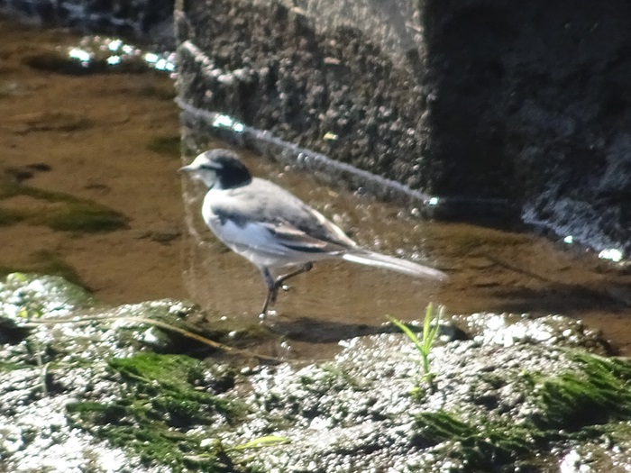 DSC00645_R.JPG