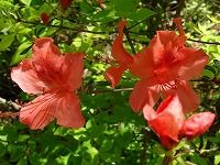 ５月４日の誕生花 ヤマツツジ 山躑躅 の花言葉 燃える思い まばゆい朱赤色の花の 努力 弥生おばさんのガーデニングノート 花と緑の365日 楽天ブログ