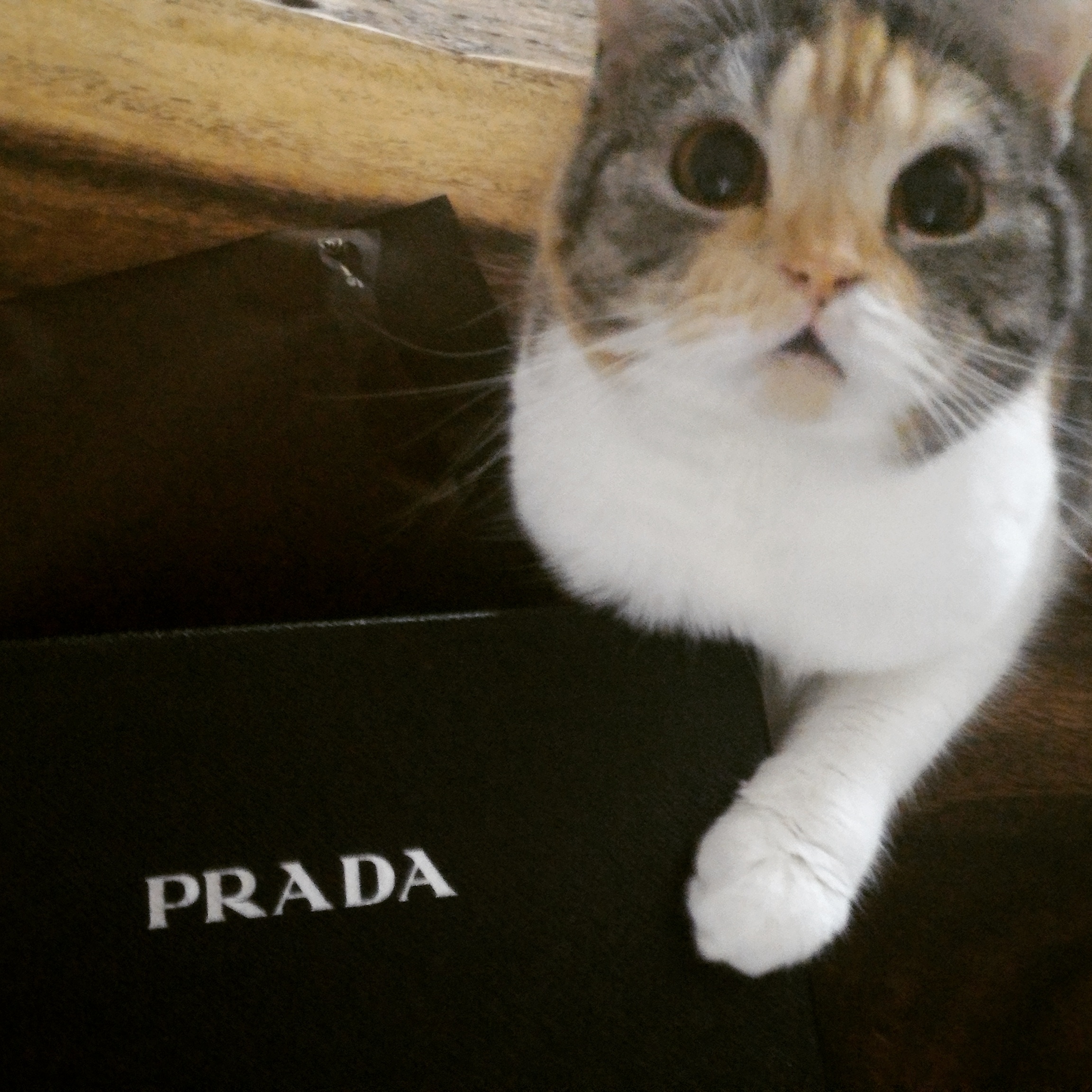 prada.jpg
