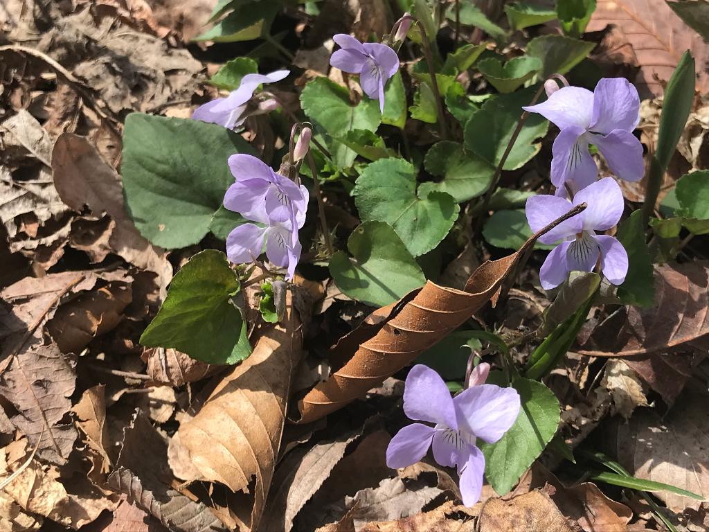 第7回醍醐山PR登山 弥彦山（やひこやま）634m（3）弥彦山の4月の花たち | 醍醐山と下部（しもべ）温泉 - 楽天ブログ