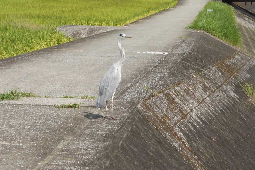 515